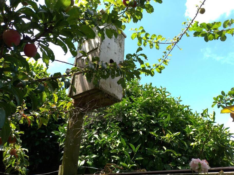 Secret Cottage Waitara Buitenkant foto